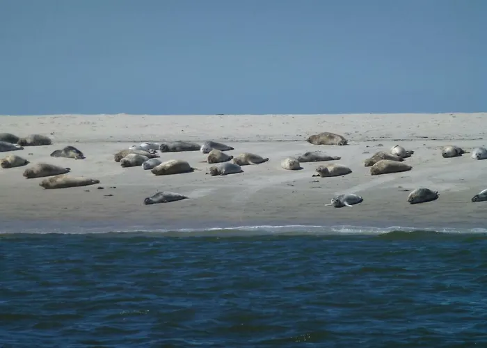 Austernfischer Haus Pellworm